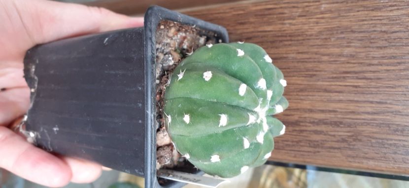 Echinopsis subdenudata 10 lei - Vanzare cactusi 2021