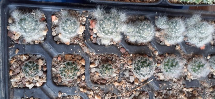  - Vanzare cactusi 2021