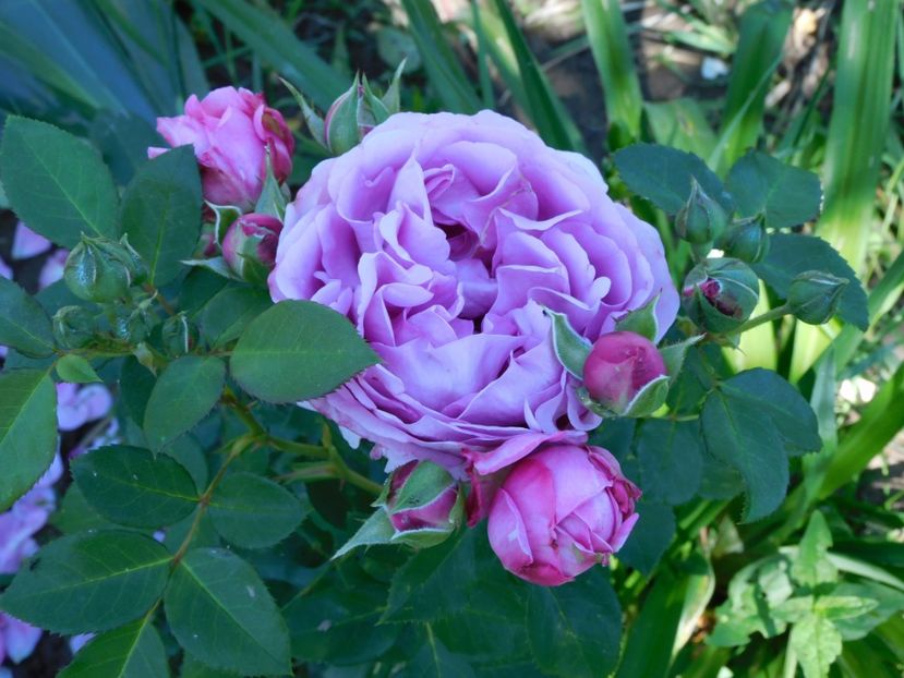 Lilac topaz - -Trandafiri 2021