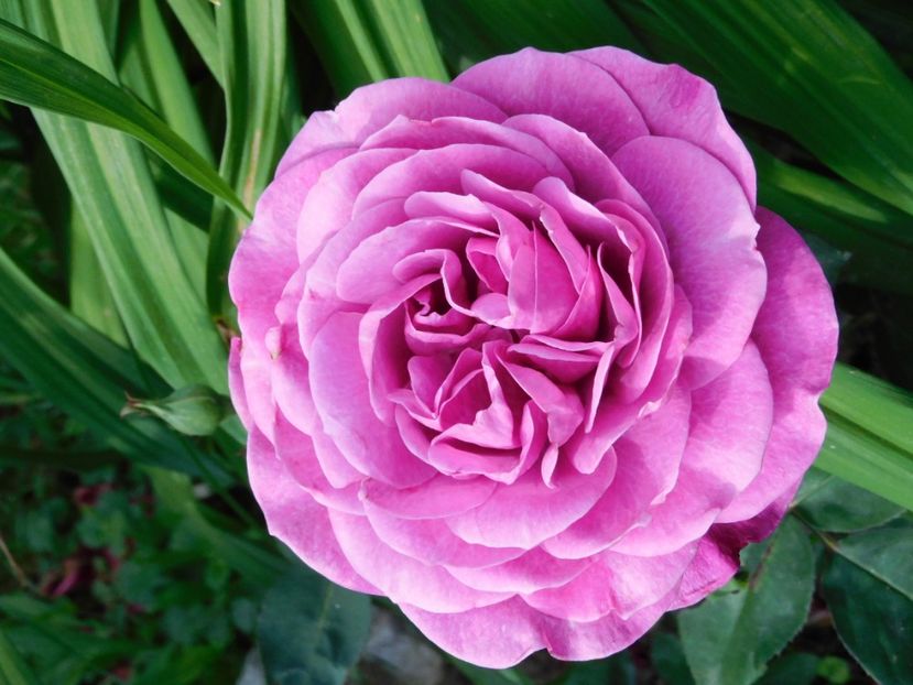 Old port - -Trandafiri 2021