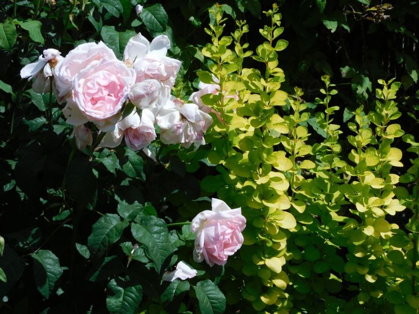 Sharifa asma - -Trandafiri 2021