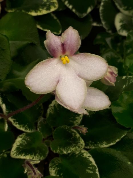  - N-Chudesa v Reshete