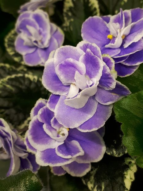  - Buckeye Seductress