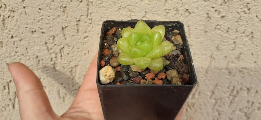 Haworthia cymbiformis obtusa 10 lei - Vanzare suculente 2021