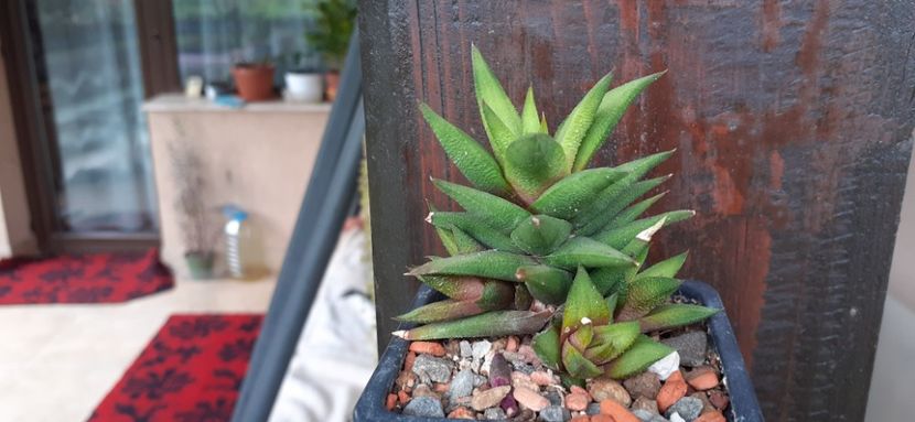 Haworthia  vascosa 25 lei - Vanzare suculente 2021