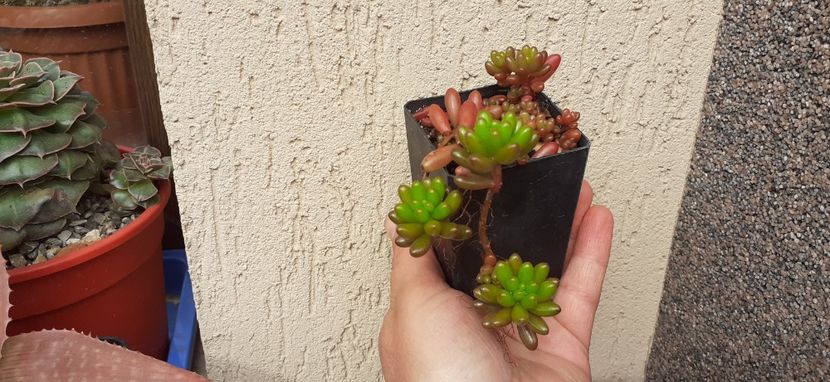 Sedum 10 lei - Vanzare suculente 2021
