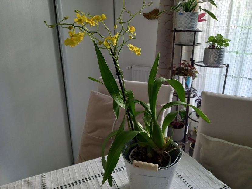  - Plante verzi de apartament