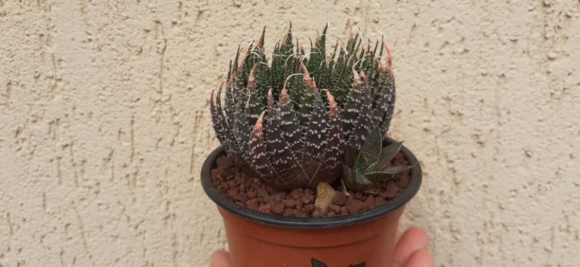 Aloe aristata  20 lei - Vanzare suculente 2021