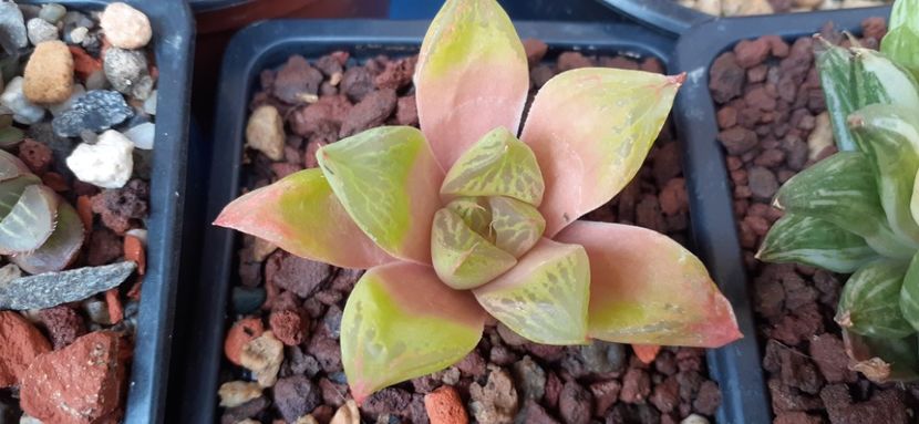 Hawirthia cymbiformis 10 lei - Vanzare suculente 2021