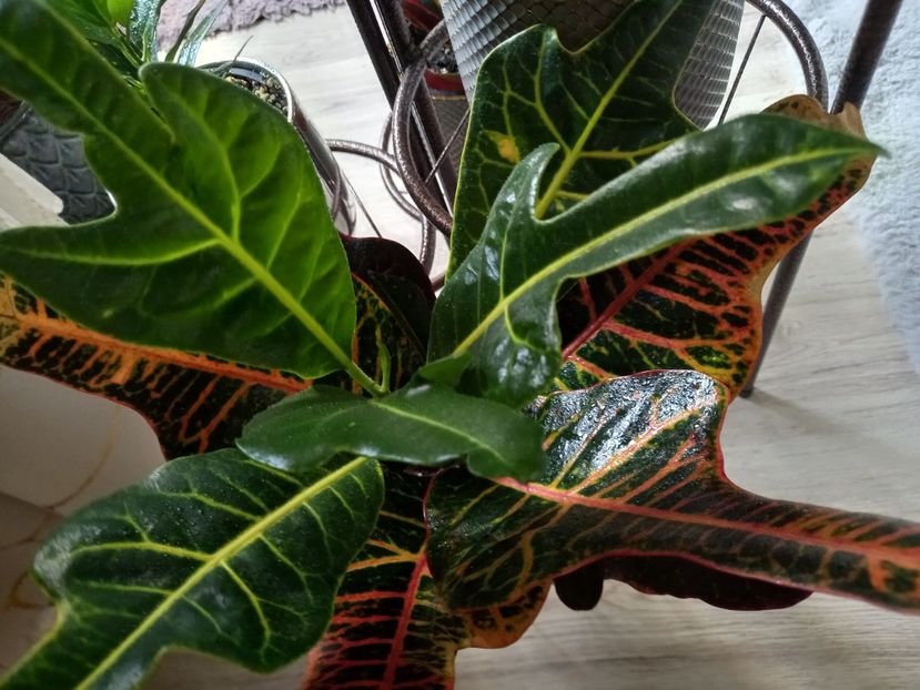 Croton Oak Leaf - Plante verzi de apartament