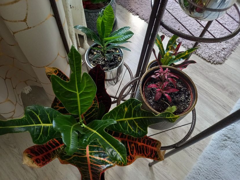  - Plante verzi de apartament