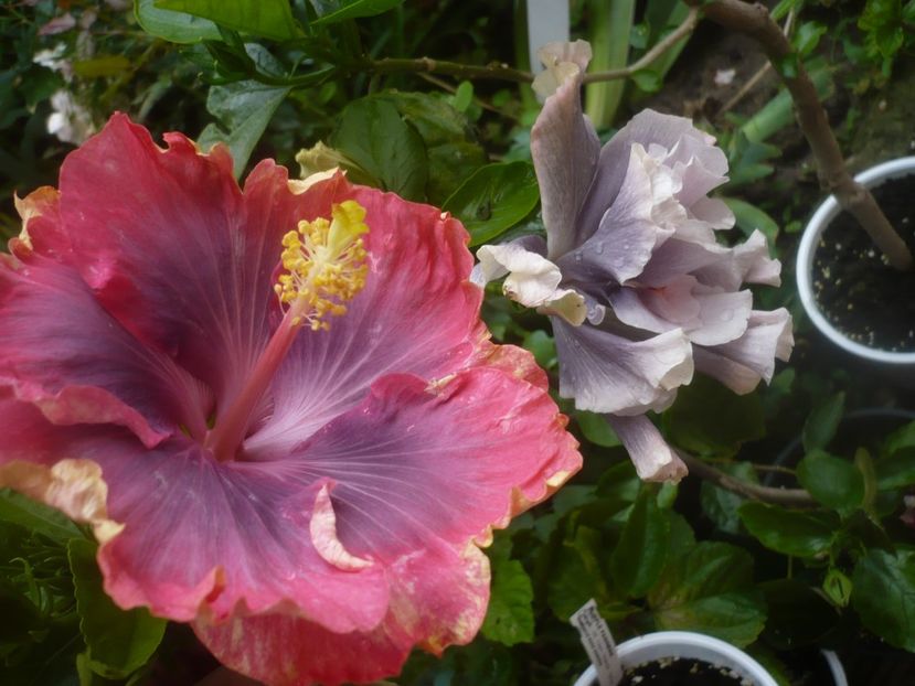 20.06.2021 - HIBISCUSI 2021-1