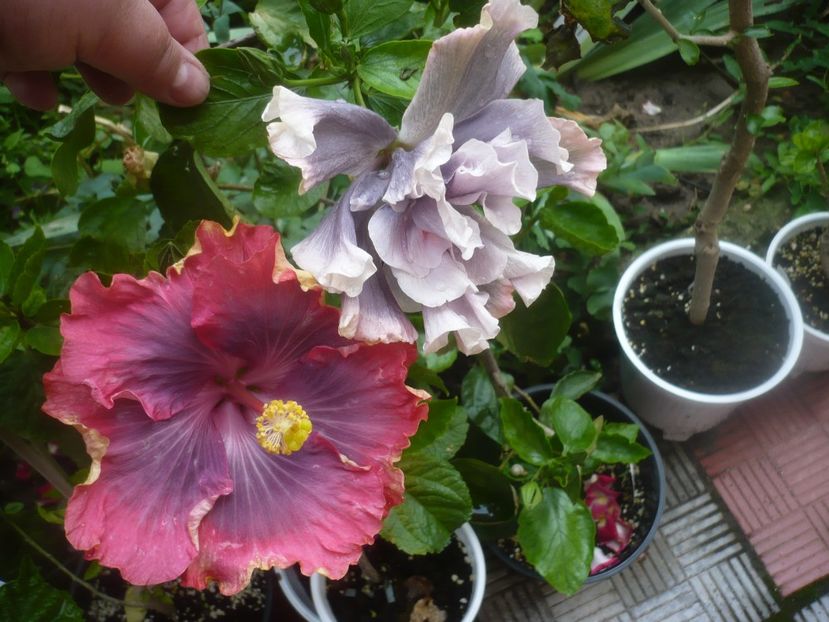 P1480663 - HIBISCUSI 2021-1