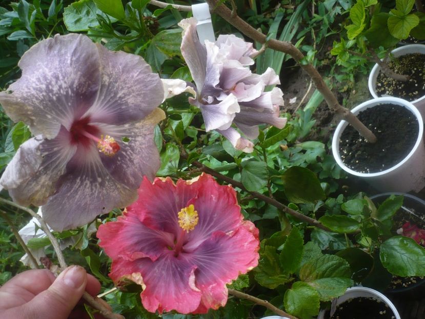 P1480664 - HIBISCUSI 2021-1