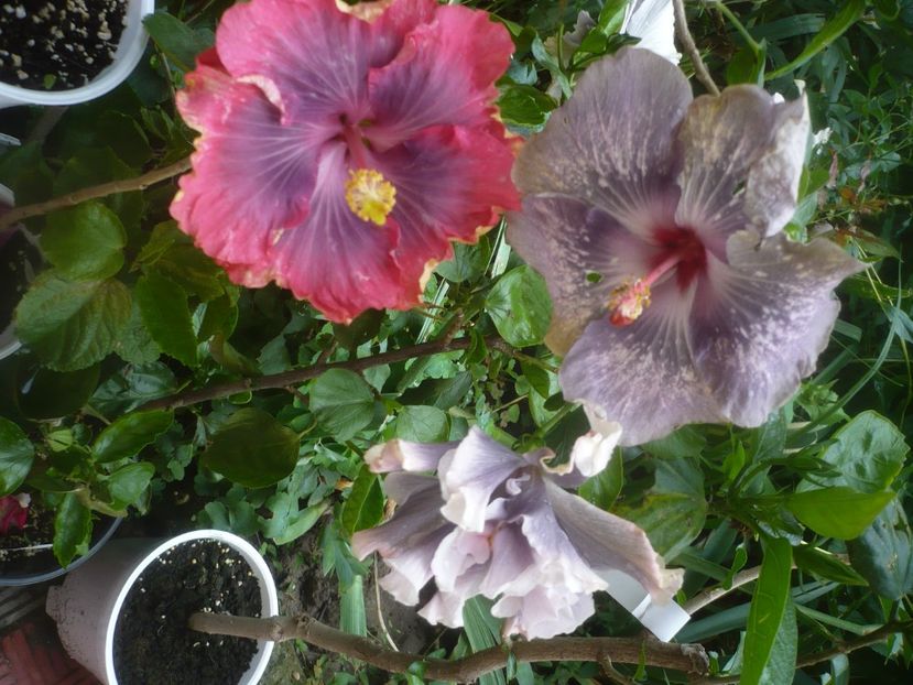 P1480665 - HIBISCUSI 2021-1