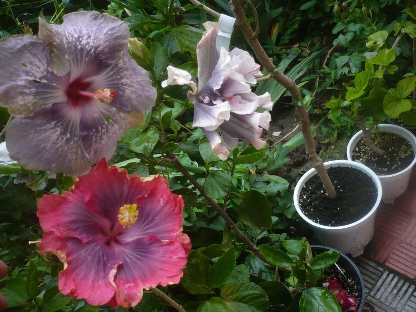 P1480666 - HIBISCUSI 2021-1
