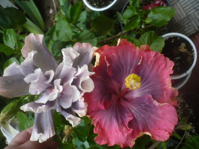 P1480668 - HIBISCUSI 2021-1