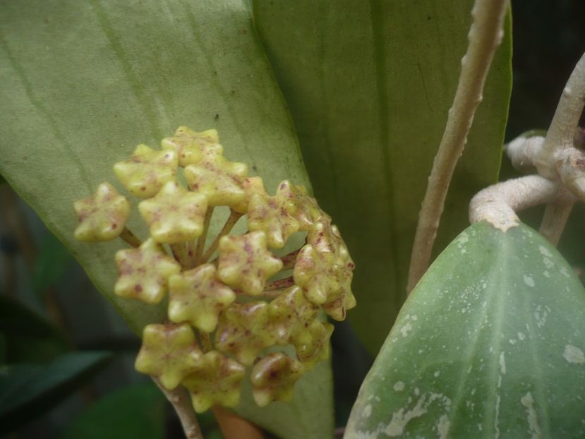 P1480673 - HOYA 2021-1