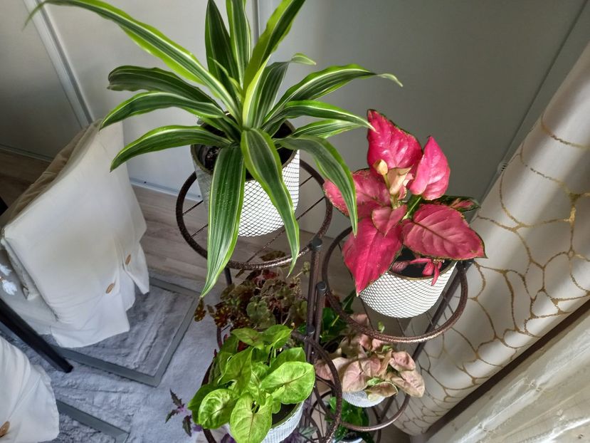  - Plante verzi de apartament