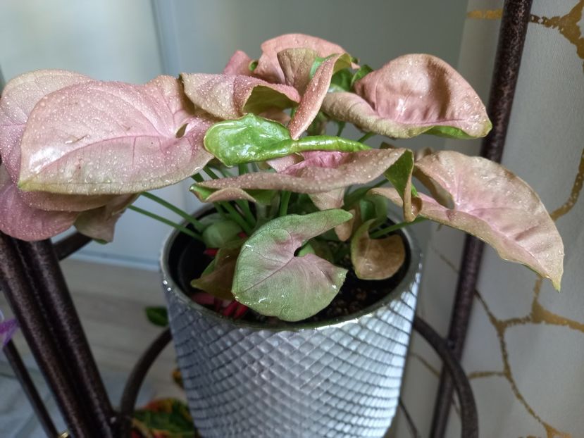 Syngonium Neon Robusta - Plante verzi de apartament