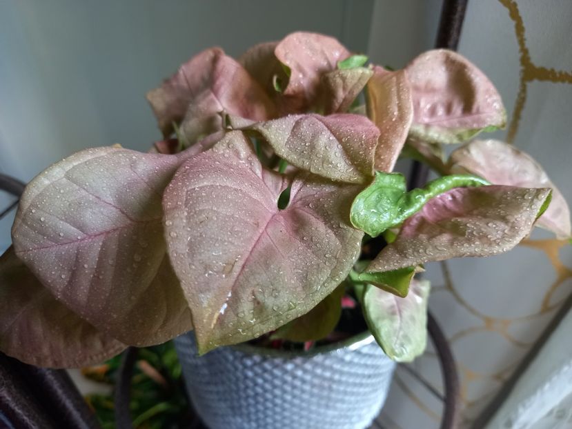  - Plante verzi de apartament