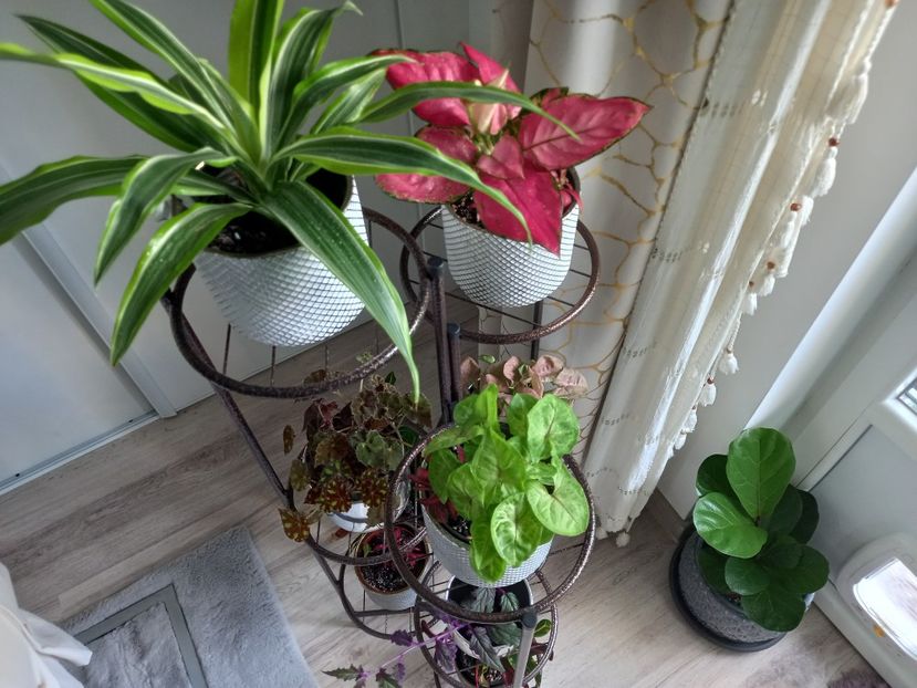  - Plante verzi de apartament