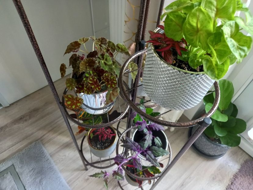  - Plante verzi de apartament