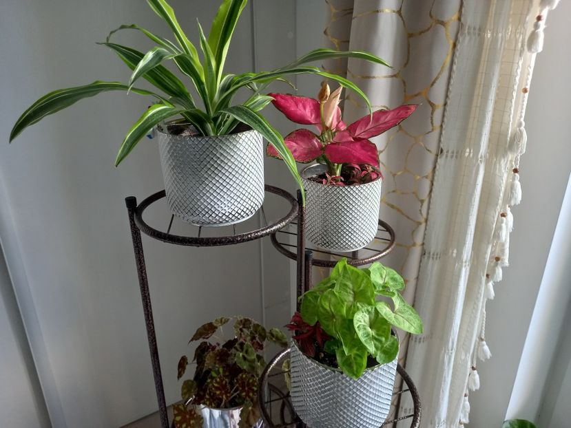  - Plante verzi de apartament