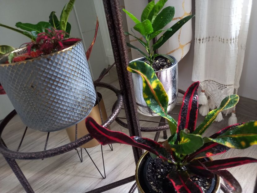  - Plante verzi de apartament