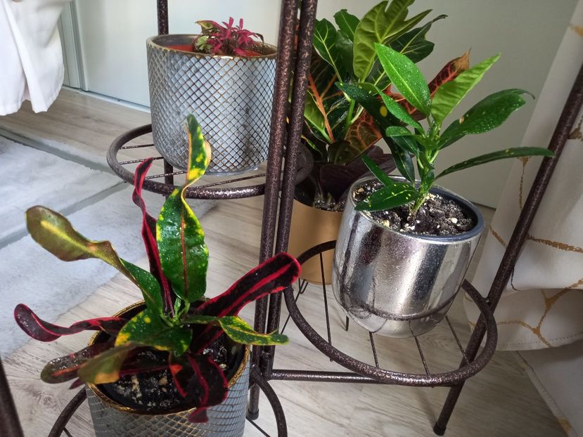 Crotoni - Plante verzi de apartament