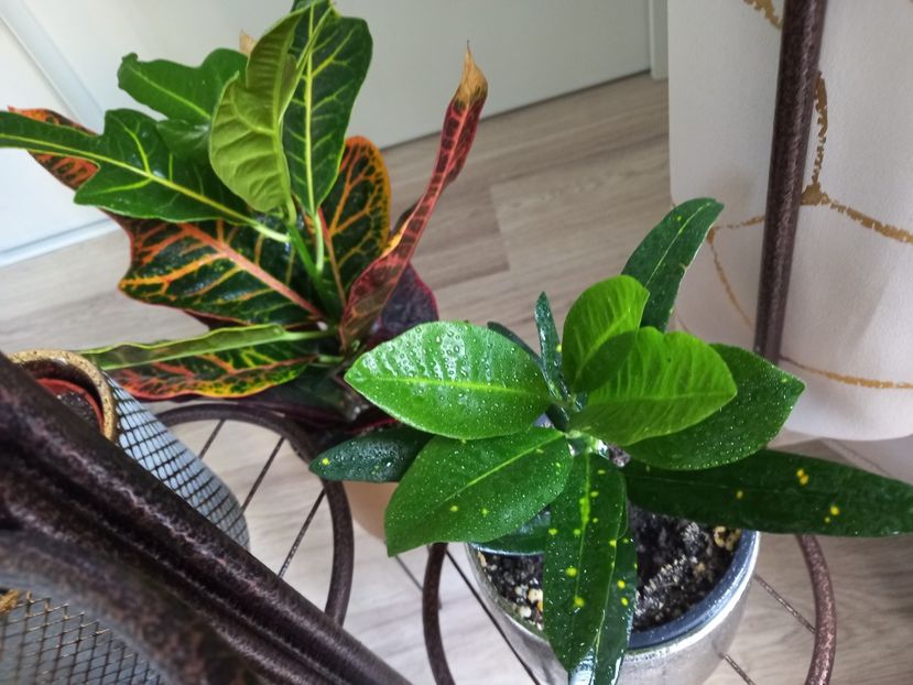  - Plante verzi de apartament