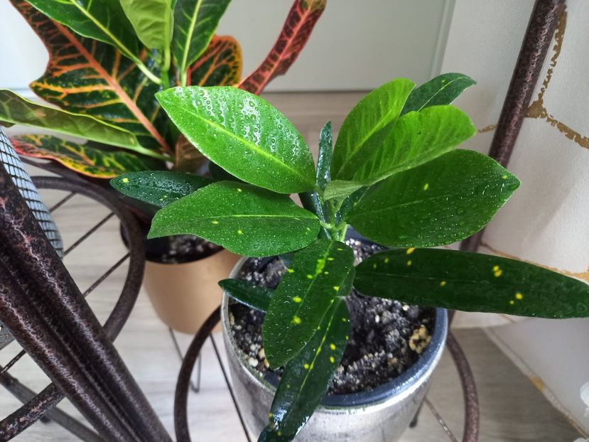  - Plante verzi de apartament