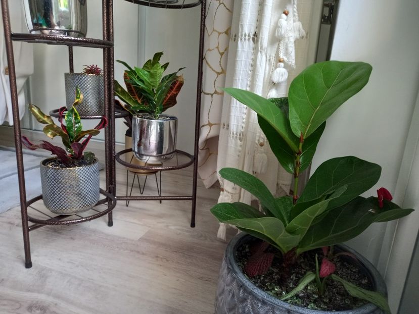  - Plante verzi de apartament