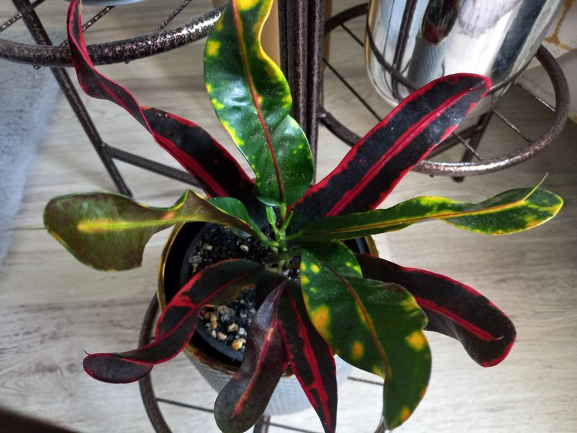  - Plante verzi de apartament