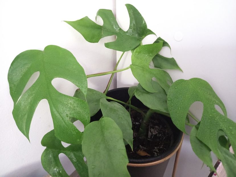 Monstera Minima (Rhapidophora Tetrasperma) - Plante verzi de apartament