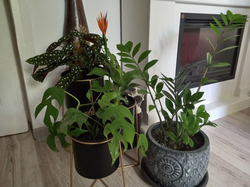  - Plante verzi de apartament