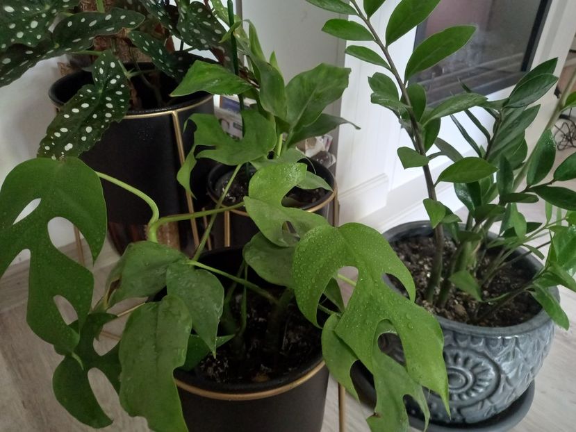 Monstera minima și Zamioculcas - Plante verzi de apartament