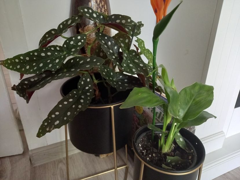 Begonia Maculata și Strelitzia Reginae - Plante verzi de apartament