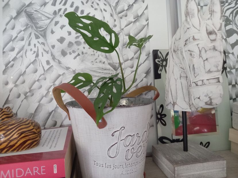Monstera Adansonii - Plante verzi de apartament