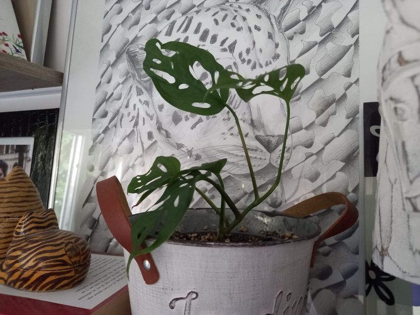  - Plante verzi de apartament