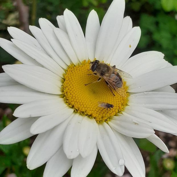 20 06 2021 ,prima zi de Rusalii - Iunie 2021