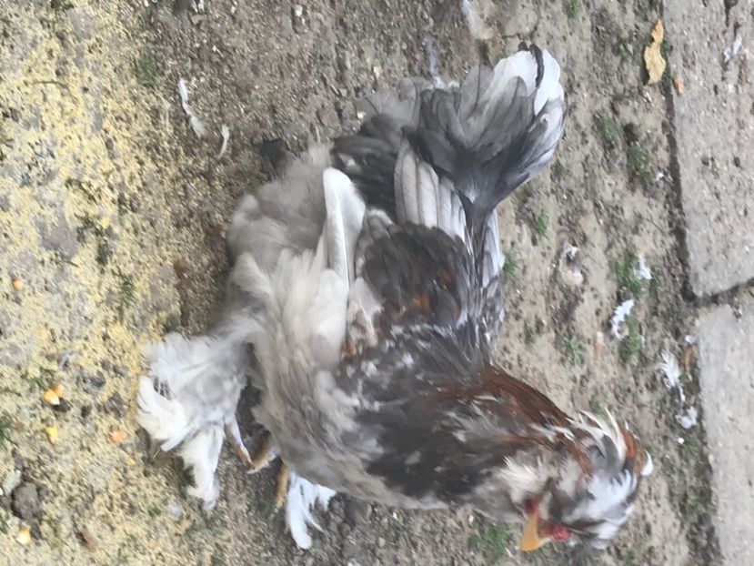 EF0BE8EF-BB2D-46FE-9185-F85C441B0614 - Strumski standard