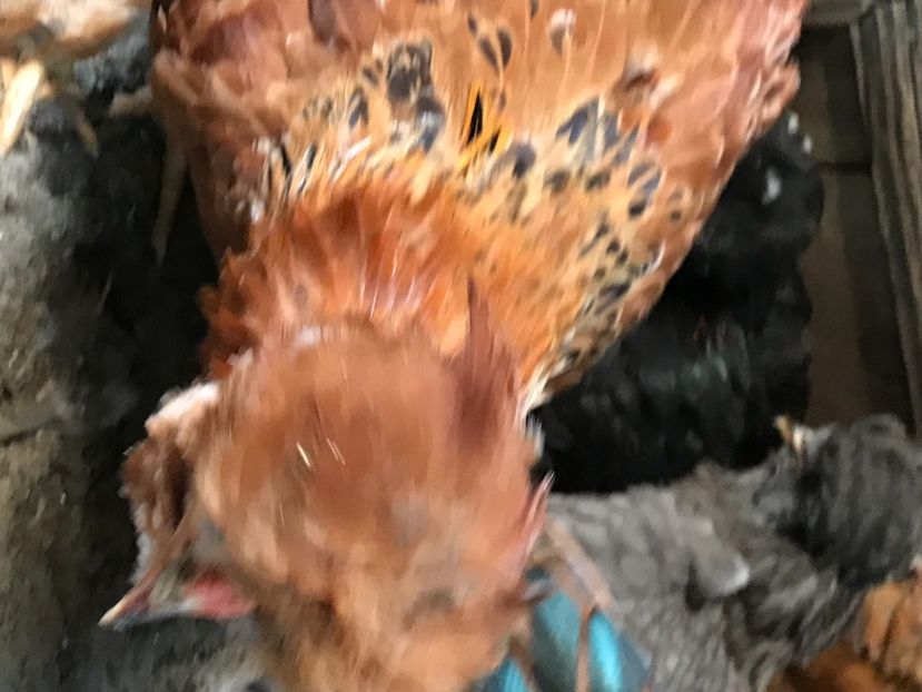 E2937E7F-B643-417E-82D5-7D676C0FFD2E - Strumski standard