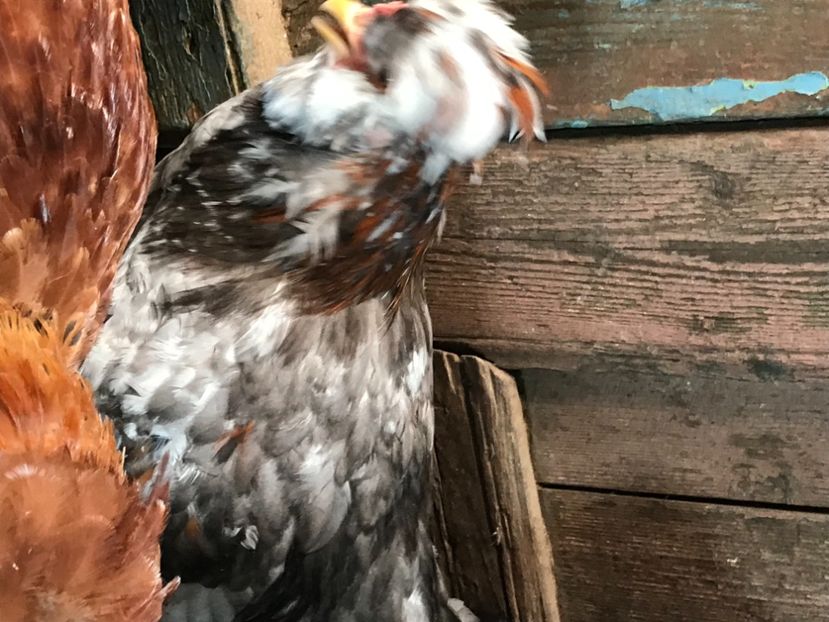 E1640BF9-49CF-4A62-A031-D1D39862E821 - Strumski standard