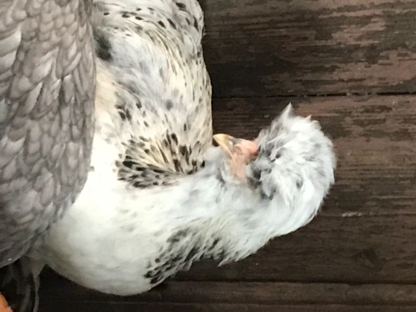 492825E8-C044-4BD3-85EA-1E9B41174DA5 - Strumski standard