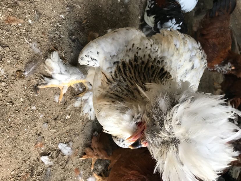 2E09C826-7240-451B-BC30-703404FFE4E4 - Strumski standard