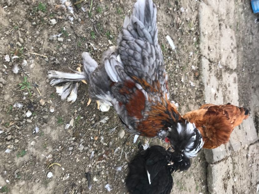 0A65ED11-4B50-48E1-AE4C-FCAF37303002 - Strumski standard