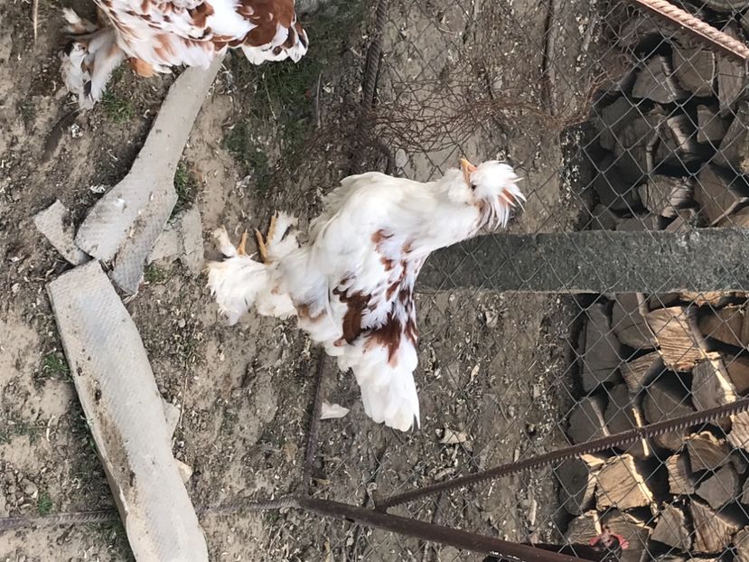 EE16C0AE-6321-4F31-B54B-C2071D1C206C - Strumski standard