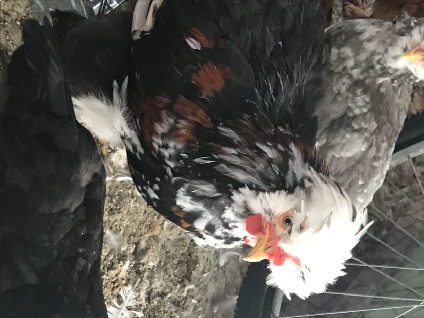 A68589E6-2651-40D8-96A2-83B08AD6126C - Strumski standard