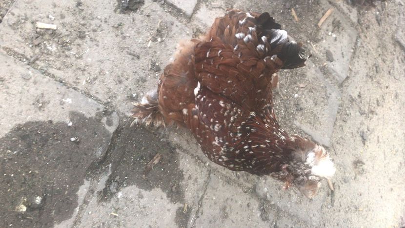 D705244F-DE9F-4711-87E0-5882ADCE874B - Strumski standard